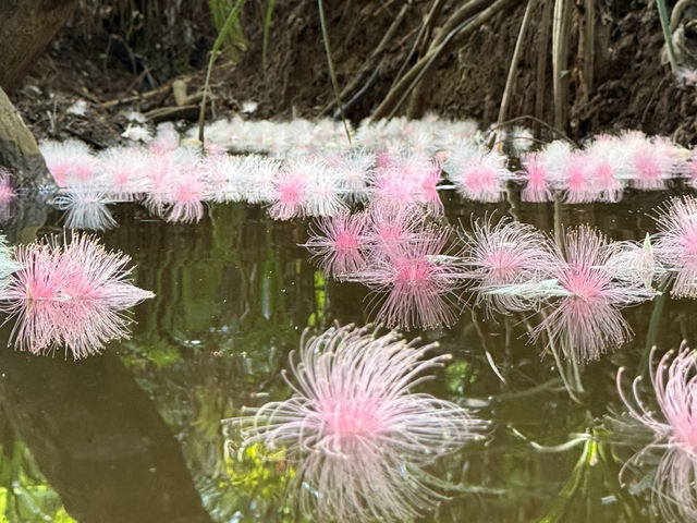 �w�T�K���o�i�x6�����`7��������B��ӂ����炢�Ė������U����ԁB�����̃J���b�N�ł̂݌��邱�Ƃ̏o����A���ʂ𖄂ߐs�����T�K���o�i�͈ꌩ�̉��l����ł��B_�I�A�[�Y�}�����\��