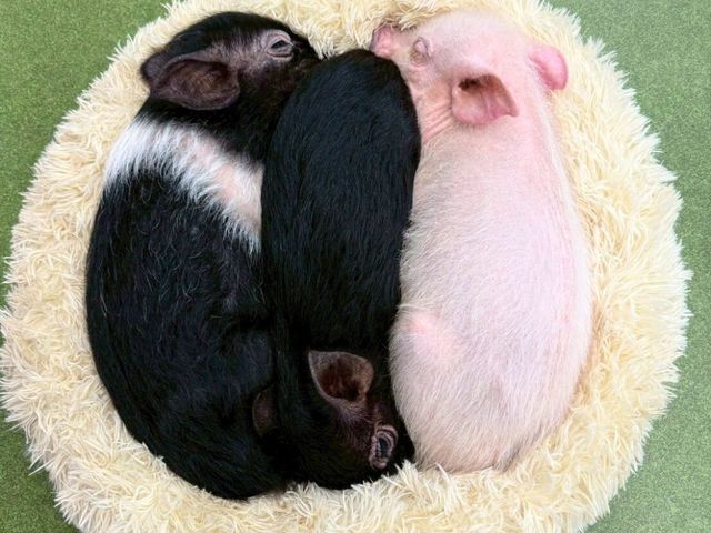 �}�C�N���u�^�Ƃ̂ӂꂠ���̌� �؏���