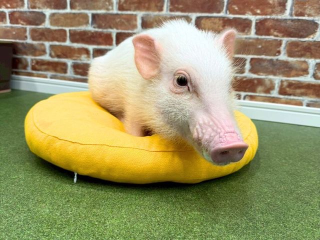 �}�C�N���u�^�Ƃ̂ӂꂠ���̌� �؏���