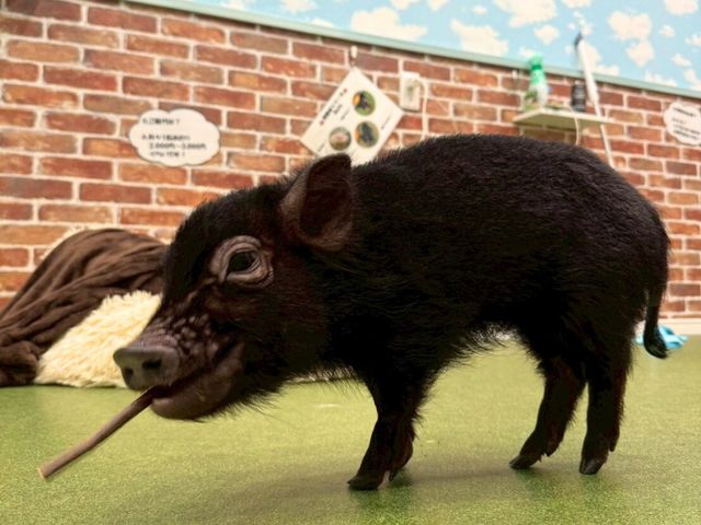 �}�C�N���u�^�Ƃ̂ӂꂠ���̌� �؏���