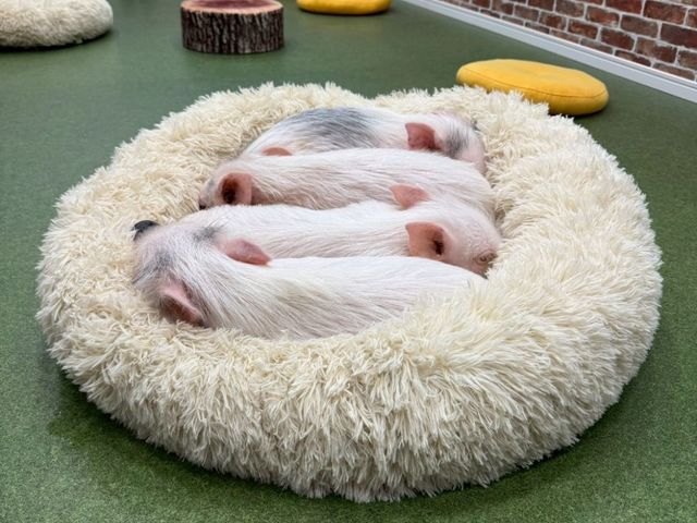 �}�C�N���u�^�Ƃ̂ӂꂠ���̌� �؏���