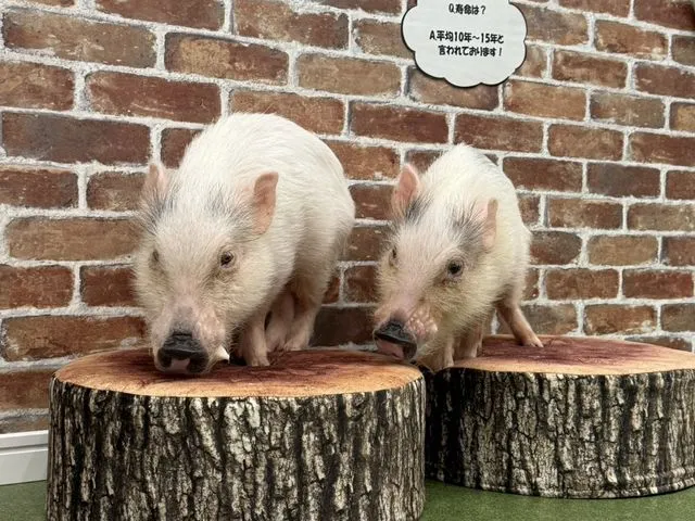 マイクロブタとのふれあい体験 豚小屋