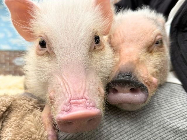 �}�C�N���u�^�Ƃ̂ӂꂠ���̌� �؏���