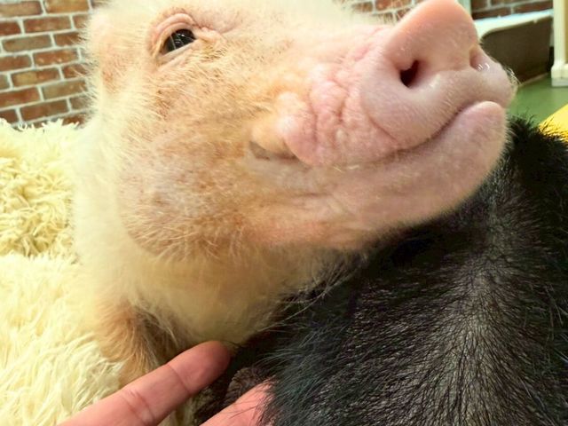 �}�C�N���u�^�Ƃ̂ӂꂠ���̌� �؏���