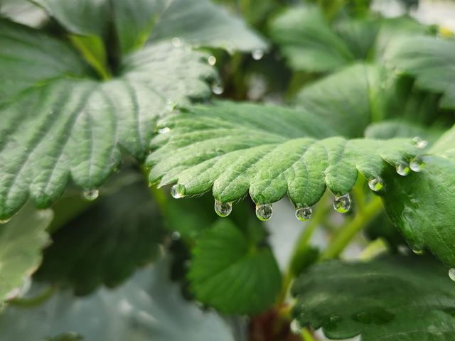 �t���@���������琅���z���グ�ĕc�����C�ȏ؁@�Ƃ��Ă��L���C_�����͂�X�g���x���[�t�@�[��