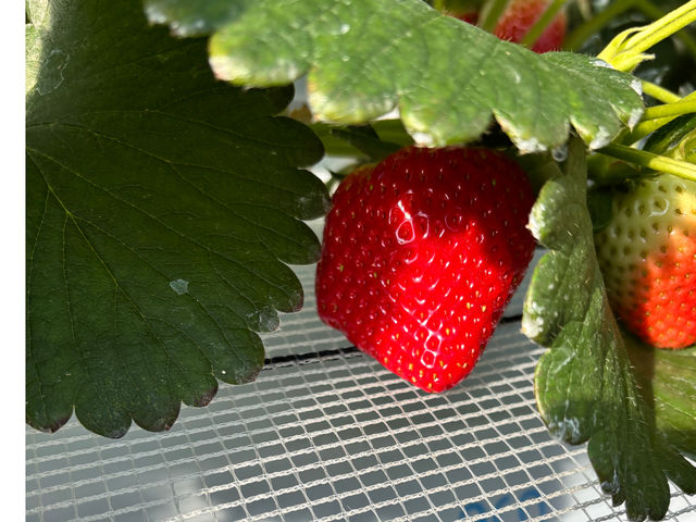 �ق������@�嗱�ŐH�׉�������B
�ڂ���ĐH�ׂ�Ɓ@�܂�œ�^_^_�����͂�X�g���x���[�t�@�[��