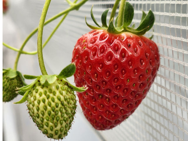 ��ڂ��@�w�^�������Ċ��n�̏�
��Ԑl�C�̕i��ł��B
_�����͂�X�g���x���[�t�@�[��