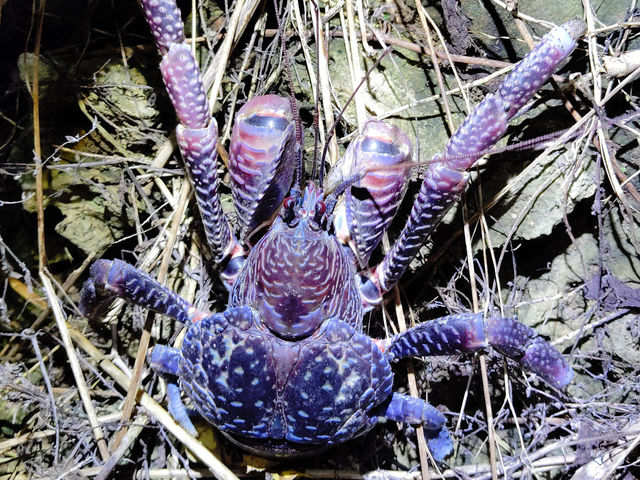 �n�C�r�X�J�X�c�A�[�Y