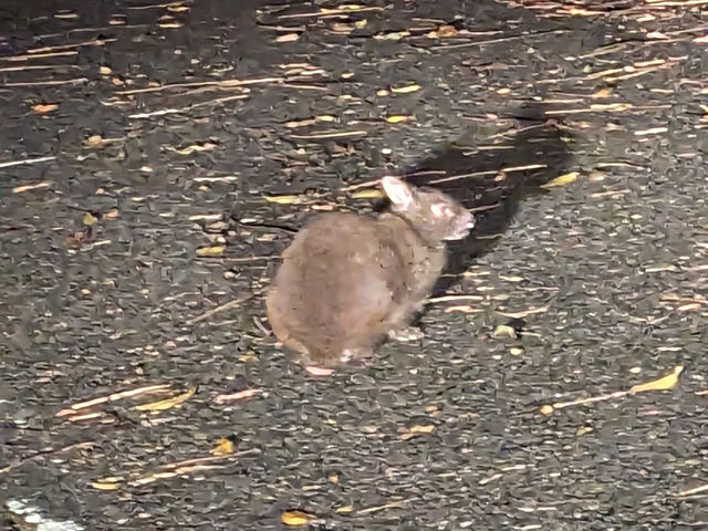 ���̓��ʓV�R�L�O���A�A�}�~�m�N���E�T�M�́A��s���ł��B���A��둫�A�����ۂ��Z���A�g�͍̂����F�B
�܂͉s�������@�萶������A���������΂ƌĂ΂�܂��B_�X�̗d��