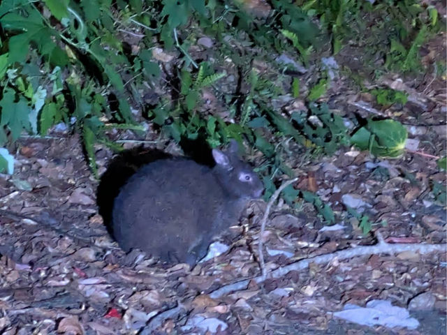 ���̓��ʓV�R�L�O���Ɏw�肳���A�A�}�~�m�N���E�T�M�B�߂���A�����ł��B
_�X�̗d��