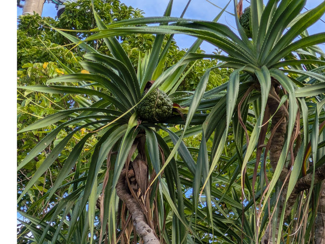 �Ǎ��̉�ƁA
�c���ꑺ���A�`�����A�_���̖؁B
�ẮA�p�C�i�b�v���ƊԈႤ�ʂ�
�I�����W�F�ɏn���܂��I
_�X�̗d��