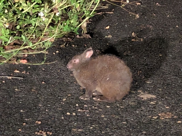 ���E���R��Y�����哇�̍��̓��ʓV�R�L�O��
�A�}�~�m�N���E�T�M�ɉ�ɍs���܂��񂩁H
�d���̃i�C�g�c�A�[
_�X�̗d��