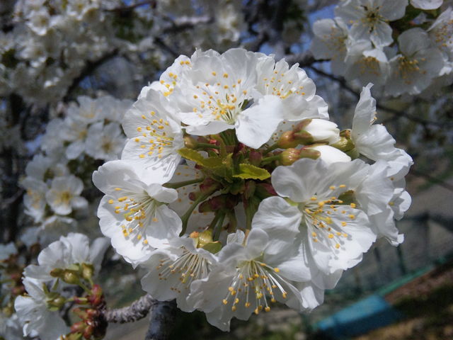 �������ڂ̉ԁA���Ǝ��Ă��܂������F���Y��ł��B_������`�ӂ��`��