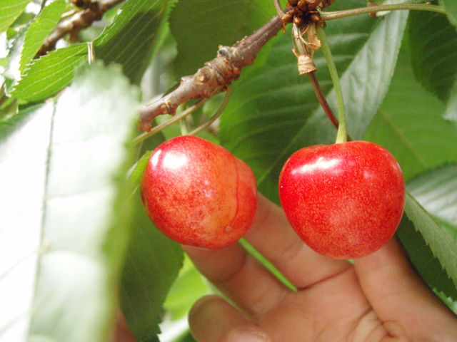 �嗱�̂������ځB_������`�ӂ��`��