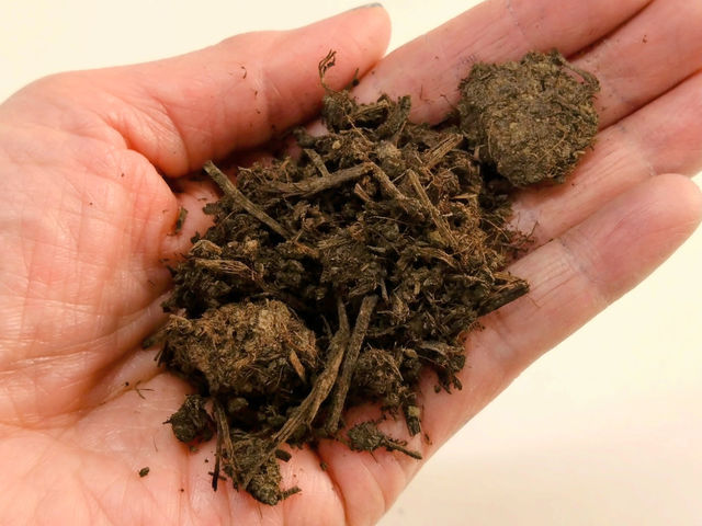 �^�f���̗t�������������������Ĕ��y���������̂ł��B���̗t���̂��̂����ł͐����Ƃ��Ďg���ɂ������ߔ��y�����Đ�����Z�k���ۑ����ł����Ԃɂ������̂��������ł��B_���ʃN���t�g�J�t�F