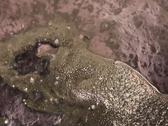 �d���݂��琔���o�ƁA�t�̕\�ʂɃu�N�u�N�Ǝ��F�ׂ̍����A�������オ���Ă��܂��B���ꂪ�u���̉ԁv�ł��B_���ʃN���t�g�J�t�F