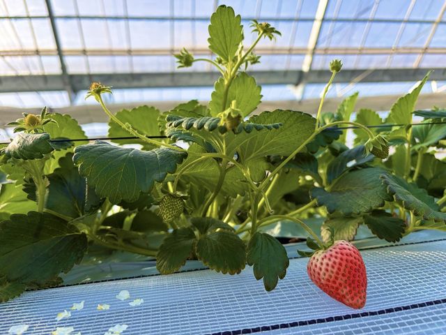 �O�����t�@�[���̎ʐ^1