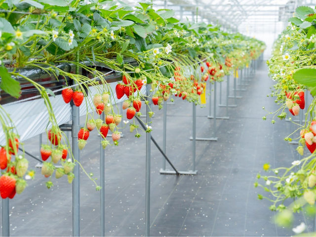 STRAW VILLAGE(�X�g�����B���b�W)