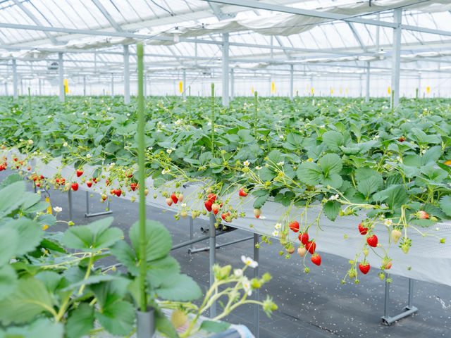 STRAW VILLAGE(�X�g�����B���b�W)