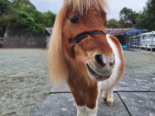 �|�b�L�[�N�E���n�E���{�~�j�`���A�z�[�X��
�������ȃ��[�_�[�A�l���P�Ԃ����b����ɃA�s�[��_�ۂɂ��Ă���