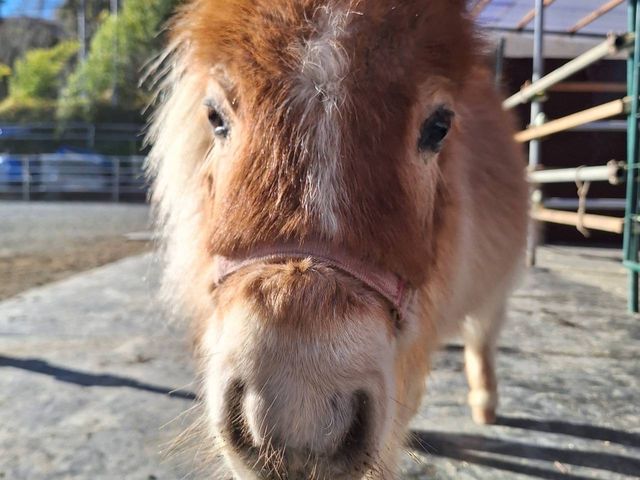 ����(�z)�����E�Ĕn�E�t�@���x����~�j�`���A�z�[�X
���c���f���A��p�ŃY���������̎q_�ۂɂ��Ă���