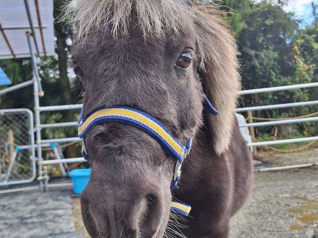 ���͂��N�E�x�n�E�~�j�`���A�z�[�X
���ŔN���A�݂�ȂɗD�����P�h��l�������a��_�ۂɂ��Ă���