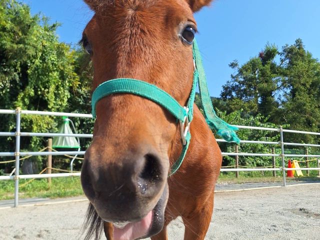 �P(�q��)�����E�Ĕn�E�~�j�|�j�[
�ŔN���A�l�����������P�l_�ۂɂ��Ă���