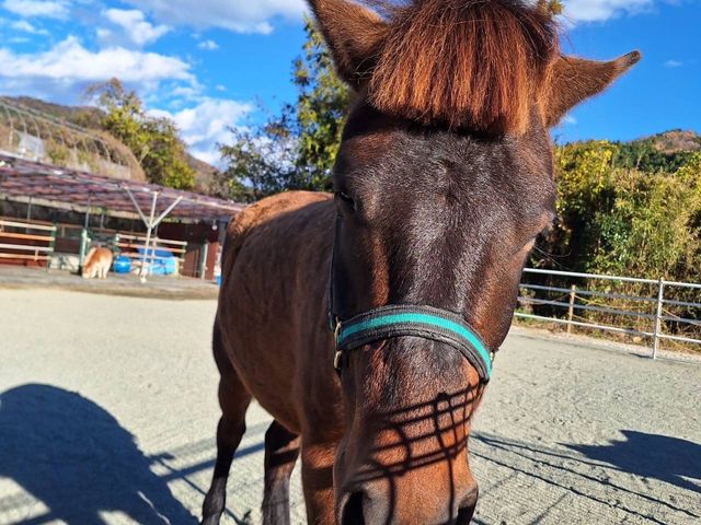 ���(�R��)�����E�x�n�E���Y�q�|�j�[
����񂿂�Ȃ���������q�A�͋������K�L�叫�A�Ђ傤����Ȏd���ł݂�Ȃ̃A�C�h��_�ۂɂ��Ă���