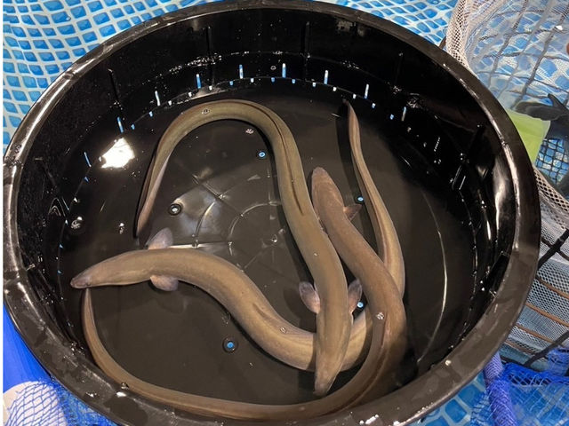 Ȃ̓ɃhLhLcIڂ̑OŌƔ͂Ⴂ܂B_Y㗢halk