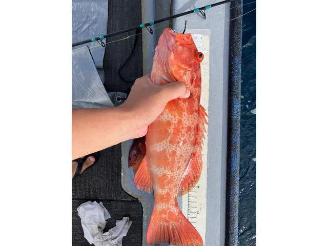 40�Z���`�I�[�o�[�I_�ނ�D�u���[�}����