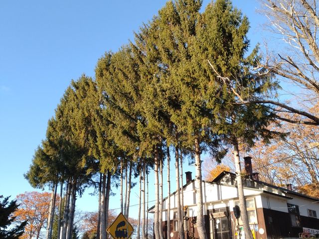 �S�������ƓS�q�̏h�ɏh�����ł��܂��B_�ԑ��S��