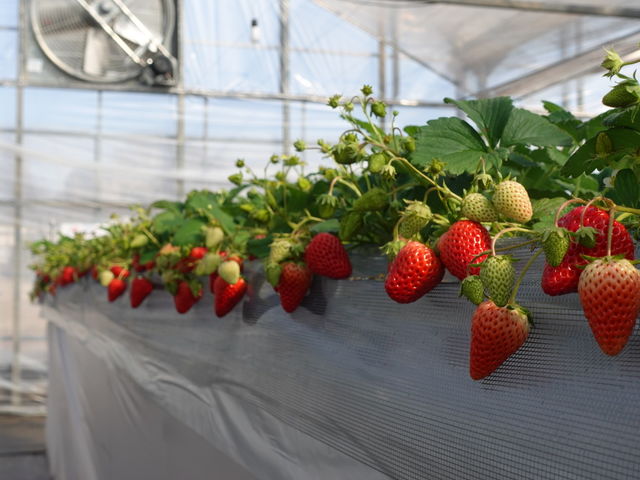 ���т�䕉��̎ʐ^1