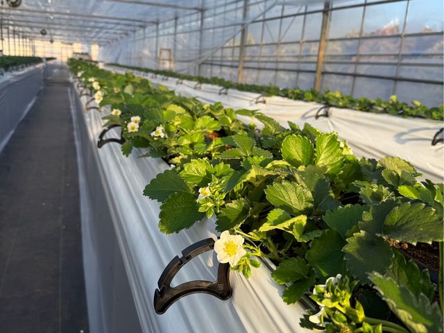 ���т�䕉�