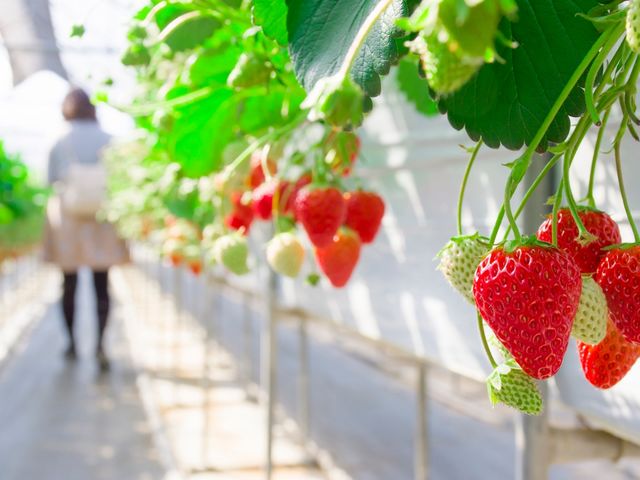 ���������_���E�q��FARM