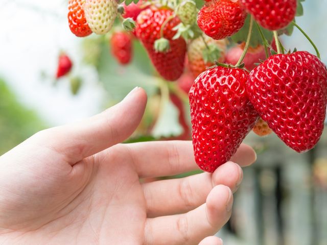 ���������_���E�q��FARM