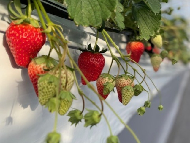 �|�|�̂�������