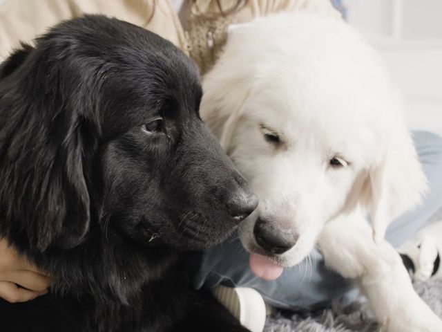 傫ĂӂӂȃƂVł܂_^JtF PawsFan