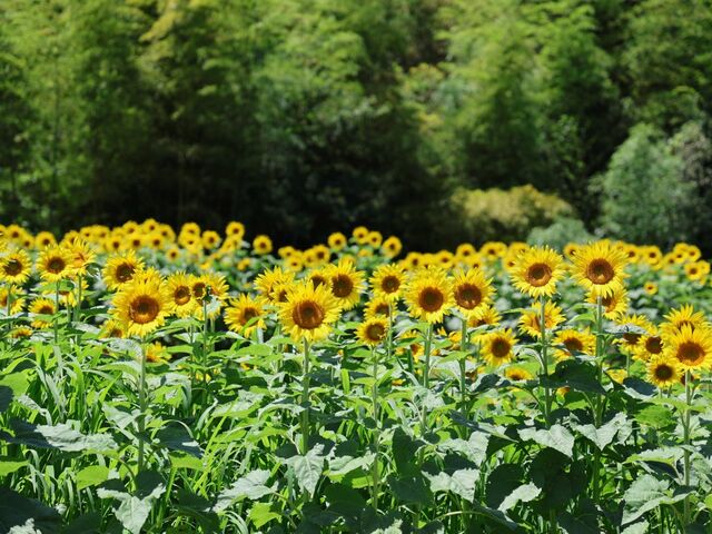 �牮��̗��Ђ܂�蔨�̎ʐ^1