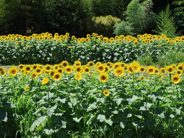 �牮��̗��Ђ܂�蔨_�牮��̗��Ђ܂�蔨