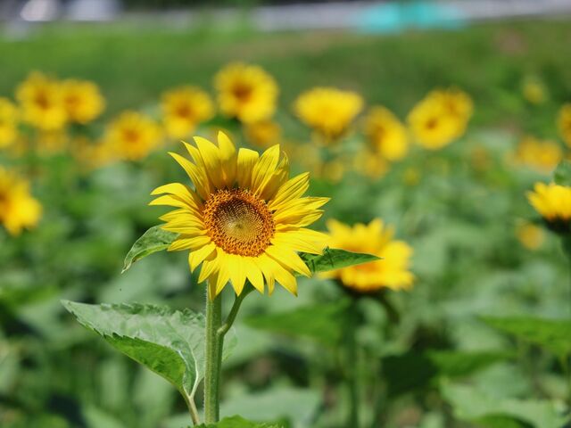 �牮��̗��Ђ܂�蔨_�牮��̗��Ђ܂�蔨