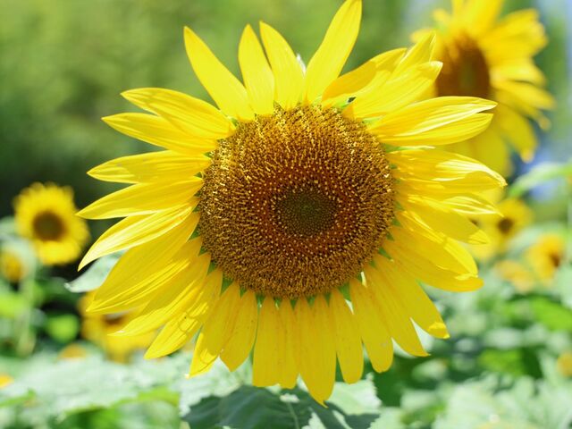 �牮��̗��Ђ܂�蔨_�牮��̗��Ђ܂�蔨