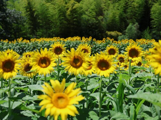 �牮��̗��Ђ܂�蔨_�牮��̗��Ђ܂�蔨