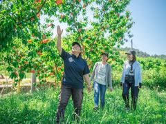 MOMONA Peach Farm̎ʐ^1