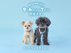 PEAK ONE ybgtHgBe̎ʐ^1