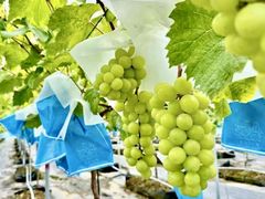 �A�O���[���p�[�N �F�s�{�Ԃǂ��̓m�̎ʐ^1