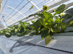 �O�����t�@�[���̎ʐ^1