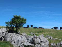 エンジョイ四国カルストの写真1