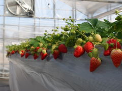 ���т�䕉��̎ʐ^1