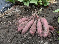 オオサカポテトの写真1