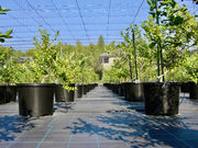 BB Farm �^�����̎ʐ^4